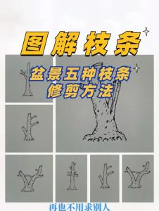 垂丝海棠盆景花后如何修剪_修剪施肥促花开