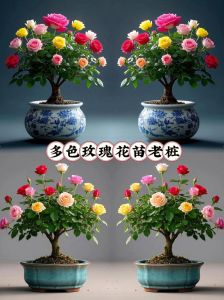 盆栽月季可以几株一起养么_微型月季盆栽种植技巧