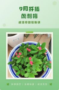 虎刺梅扦插容易成活吗_虎刺梅扦插易活，5-6月成活率高