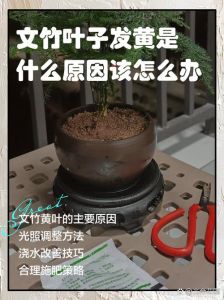 文竹叶发黄了怎么处理_文竹黄叶原因及解决方法