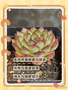 多肉直接种地里可以吗_多肉地栽可行吗？优点缺点看这里！