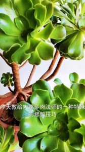 多肉剪下来怎么处理_简单步骤助你快速繁殖