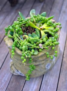 苔藓和多肉能栽在一起吗_蓝石莲配苔藓，造景好搭档！
