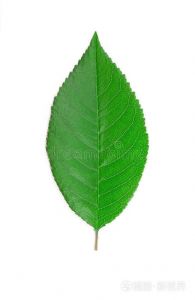 樱桃树叶子照片高清_樱桃叶变色与拉枝，春季种植管理技巧
