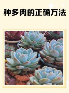 多肉可以养大吗_多肉长不大？基因养护是关键！