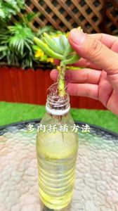 插扦怎样快速生根_茉莉栀子月季扦插易活小窍门