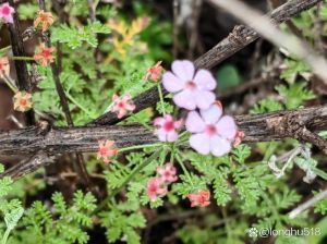 点地梅的茎和叶子在哪里_春日小野花，清热解毒好帮手