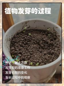 种植物的过程要注意什么_保护根系，适时播种，科学管理
