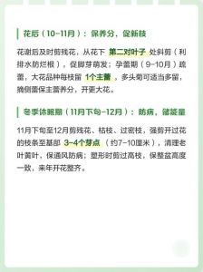 菊花凋谢后剪枝图解_菊花修剪后施肥促分枝，科学养护年年开